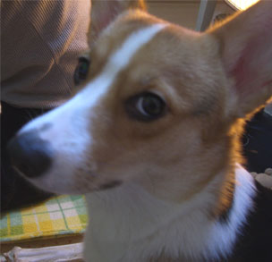 �J���C�C�ł���H